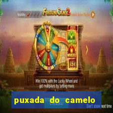 puxada do camelo jogo do bicho